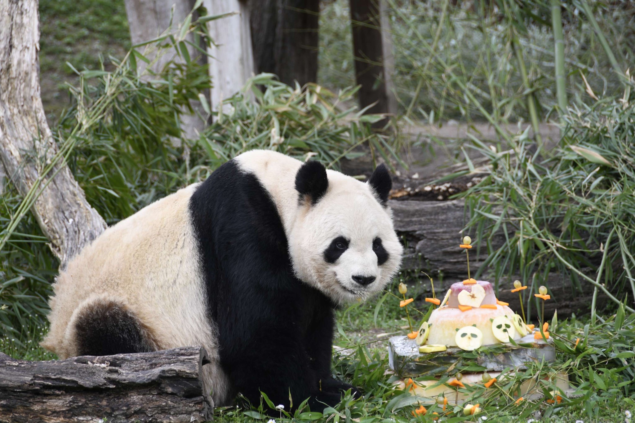 zoo madrid