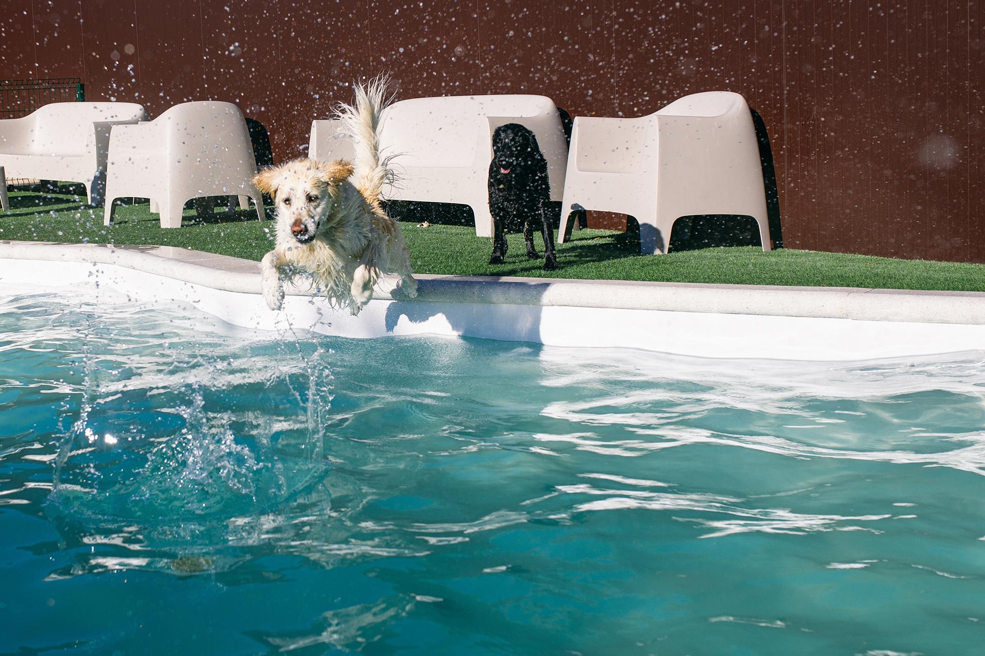 Zonas de baño para ir con tu perro en Madrid 24 zona de baño para perros en Madrid