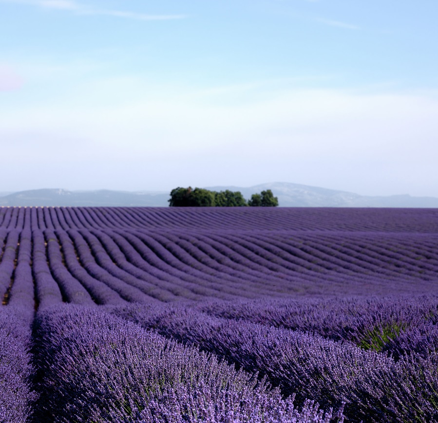 Campos de lavanda de Brihuega 3 Campos de lavanda Brihuega, descargada de banco de imágenes de pago